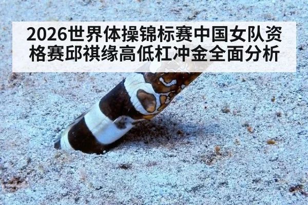 2026世界体操锦标赛中国女队资格赛邱祺缘高低杠冲金全面分析